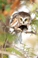 Petite Nyctale /      Northern Saw-whet Owl