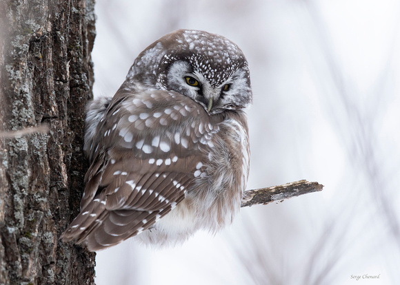 Nyctale de Tengmalm / Boreal Owl