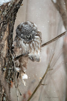 Nyctale de Tengmalm / Boreal Owl