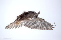 Chouette épervière / Northern Hawk Owl