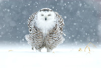 Harfang des Neiges /   Snowy Owl