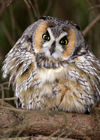 Hibou Moyen-Duc / Long-eared Owl