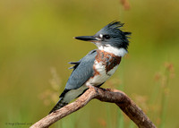 Martin Pêcheur /         Belted Kingfisher
