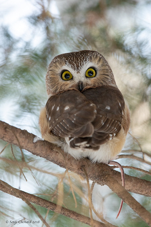 Petite Nyctale \ Northern Saw-Whet Owl