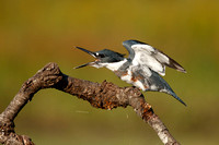 Publié dans (BPOTY) Bird Photography of the Year 2022