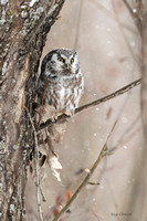 Publié dans (BPOTY) Bird Photography of the Year  2021 Collection 6